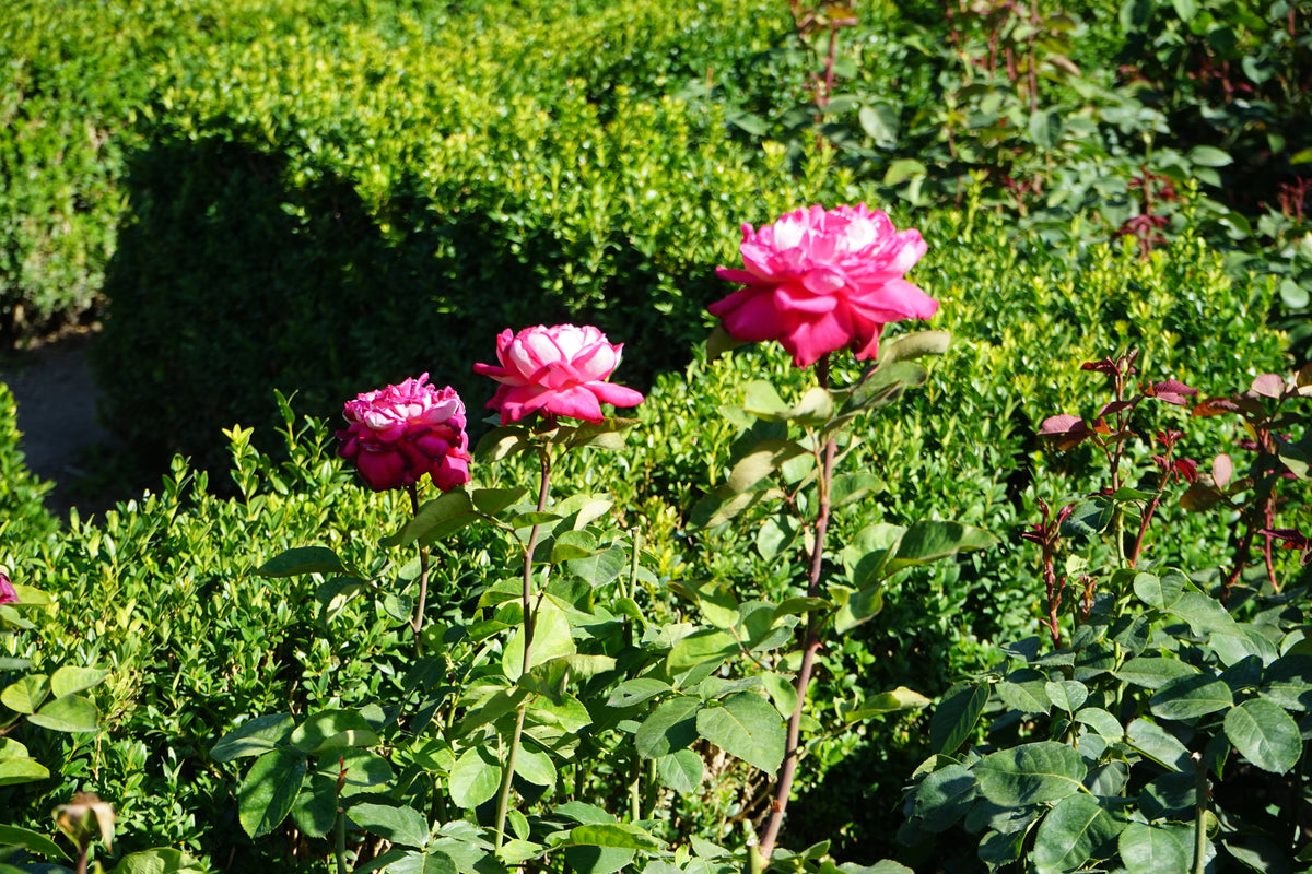 Tehybridros 'Acapella' 1-pack barrot