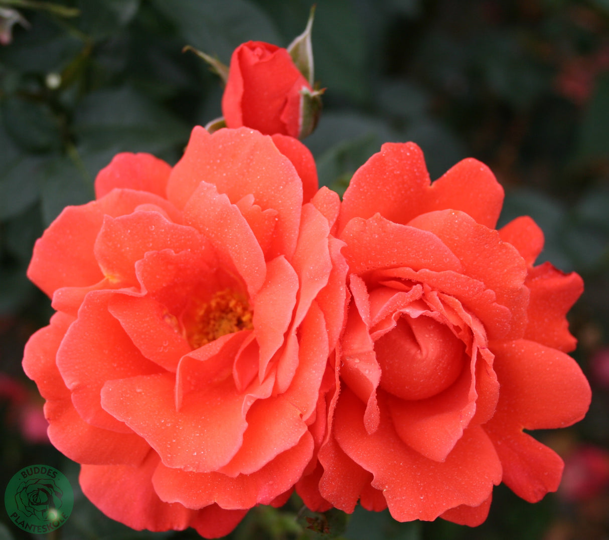 Tehybridros 'Alexander' 5-pack barrot