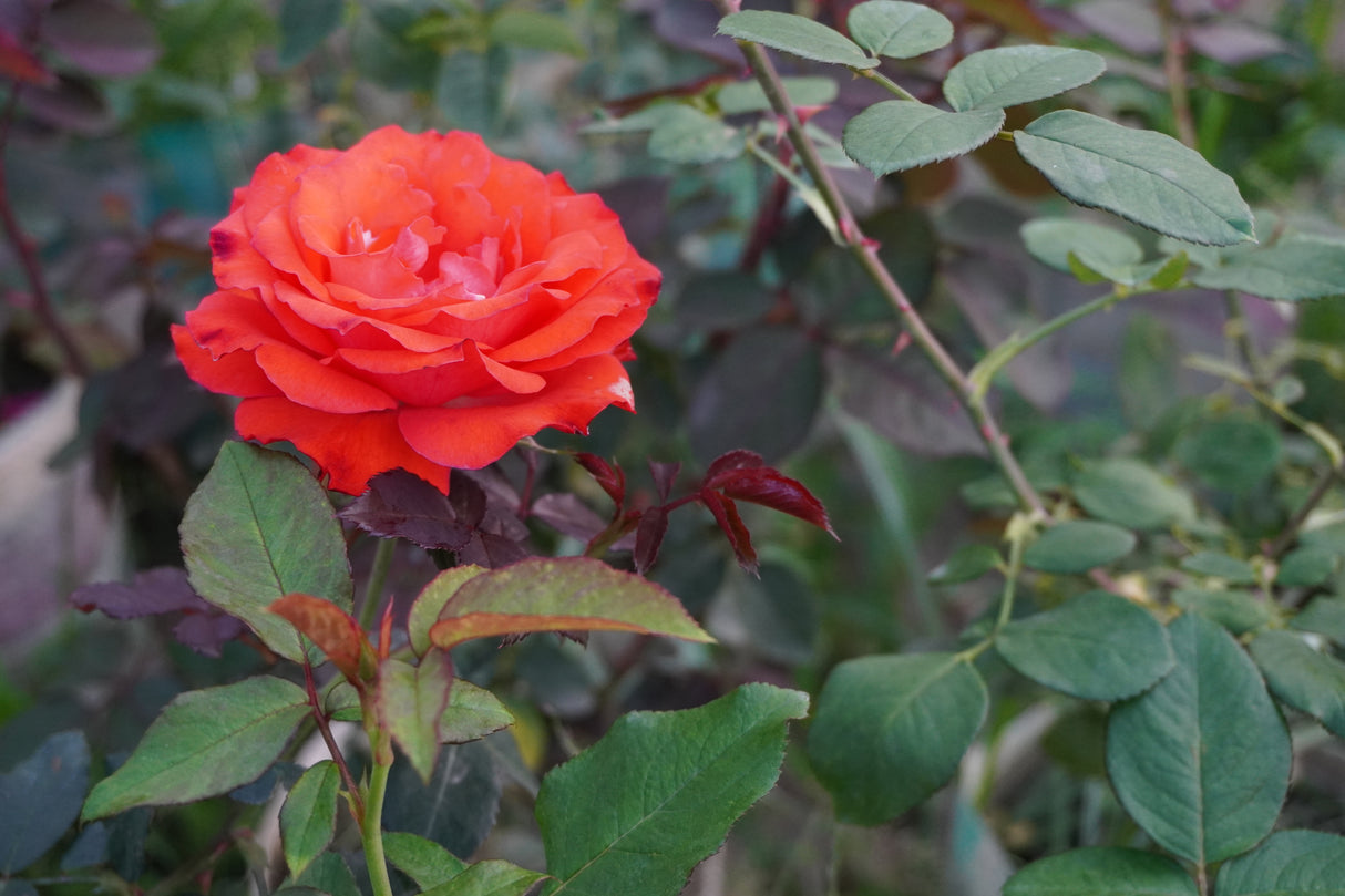 Tehybridros 'Alexander' 1-pack barrot