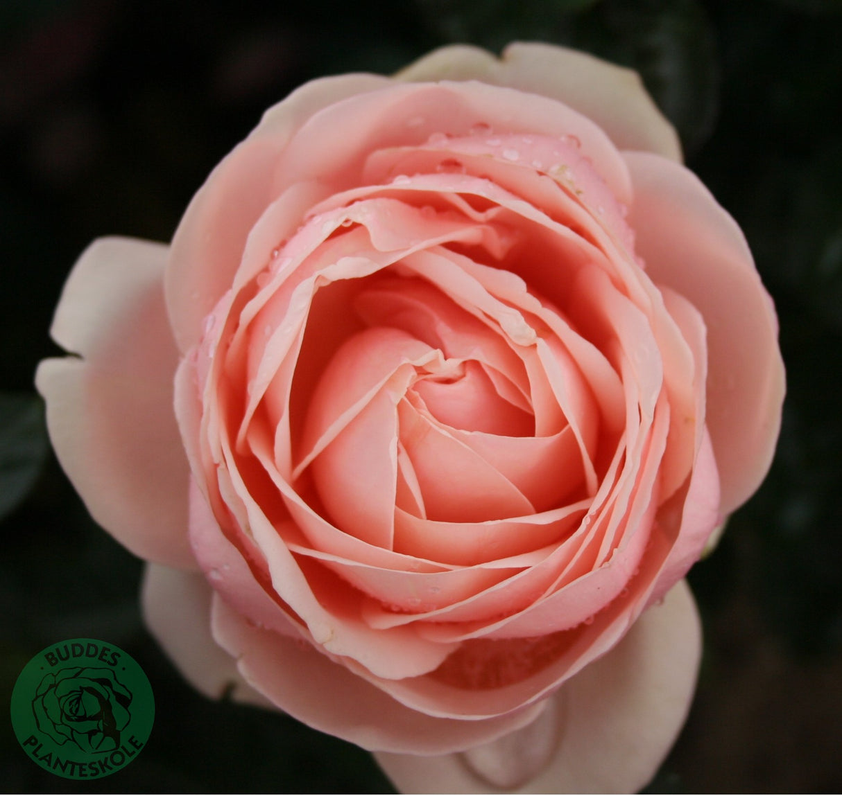 Modern buskros 'Aphrodite' 1-pack barrot