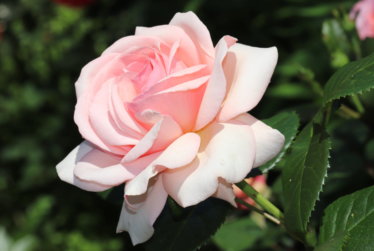 Modern buskros 'Aphrodite' 10-pack barrot
