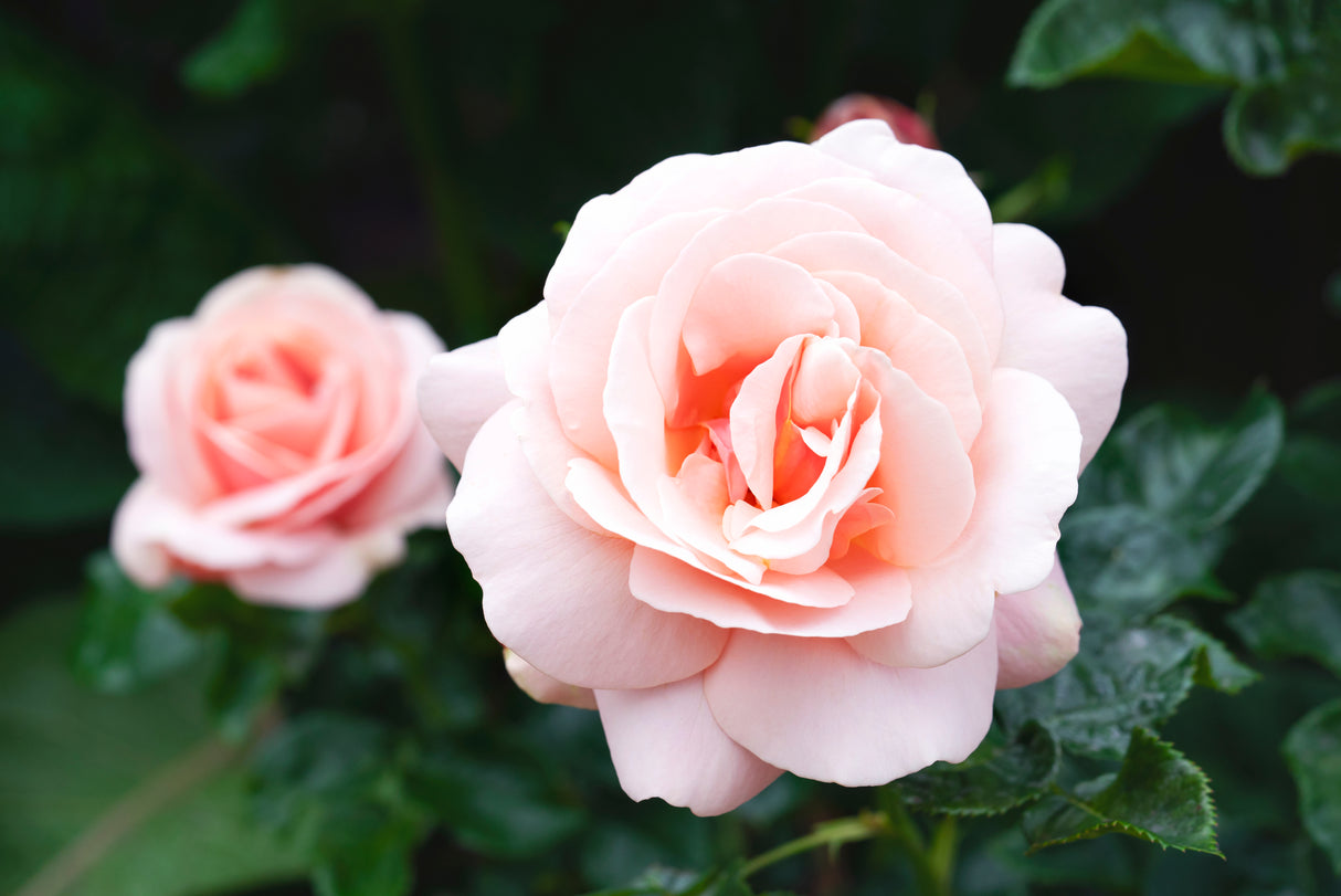 Modern buskros 'Aphrodite' 1-pack barrot