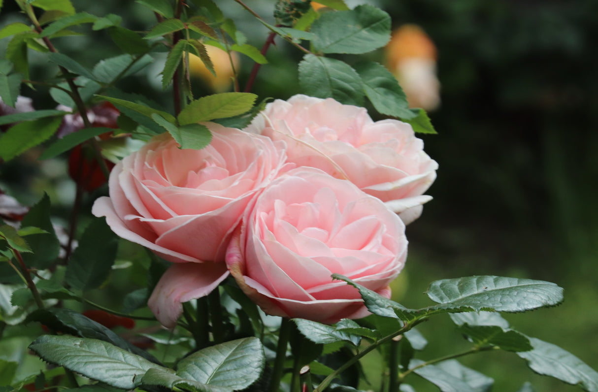 Modern buskros 'Aphrodite' 5-pack barrot