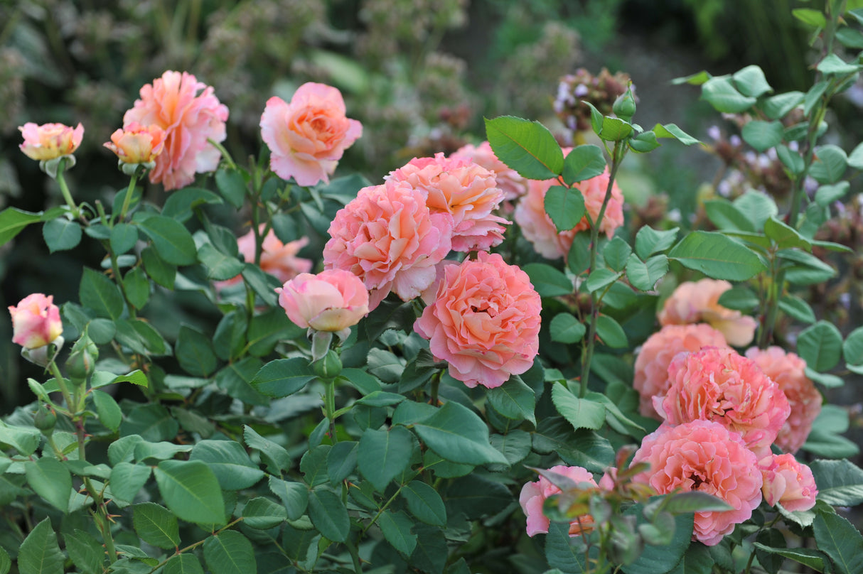 Tehybridros 'Augusta Luise' 5-pack barrotad