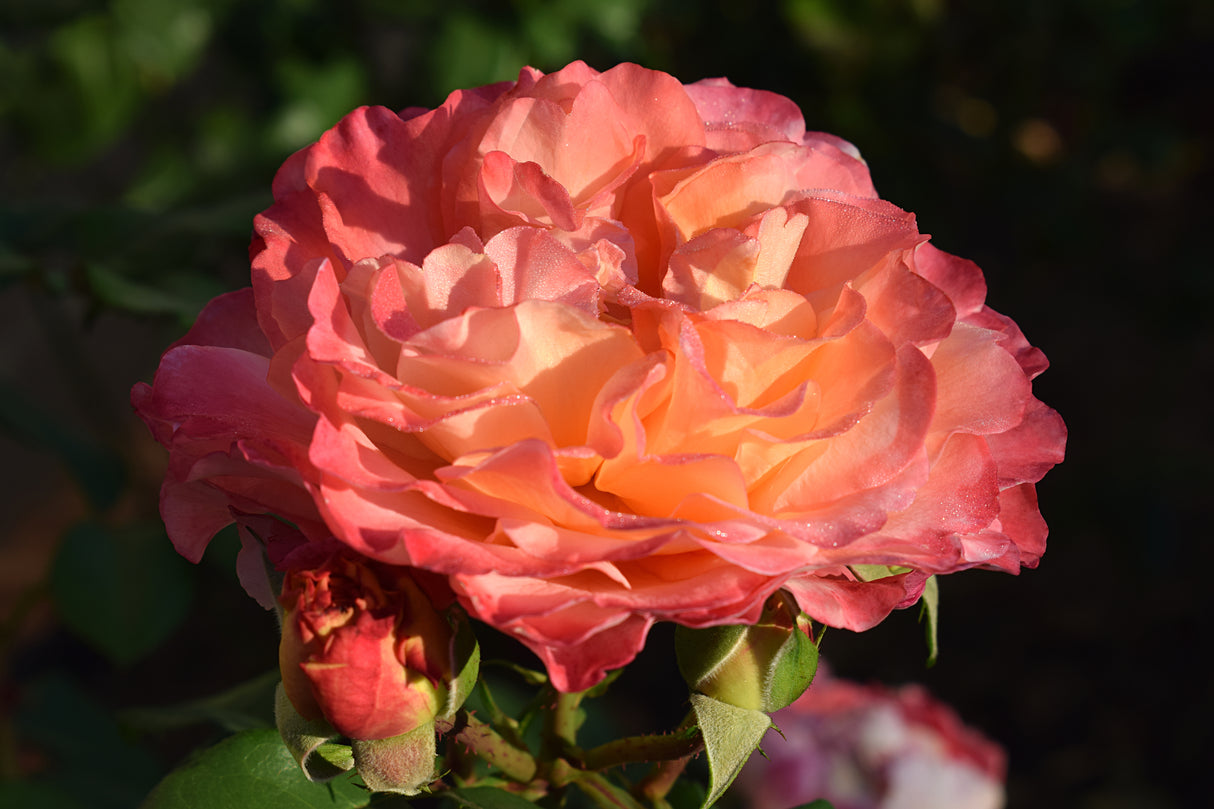Tehybridros 'Augusta Luise' 5-pack barrotad