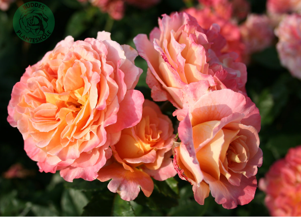 Tehybridros 'Augusta Luise' 5-pack barrotad
