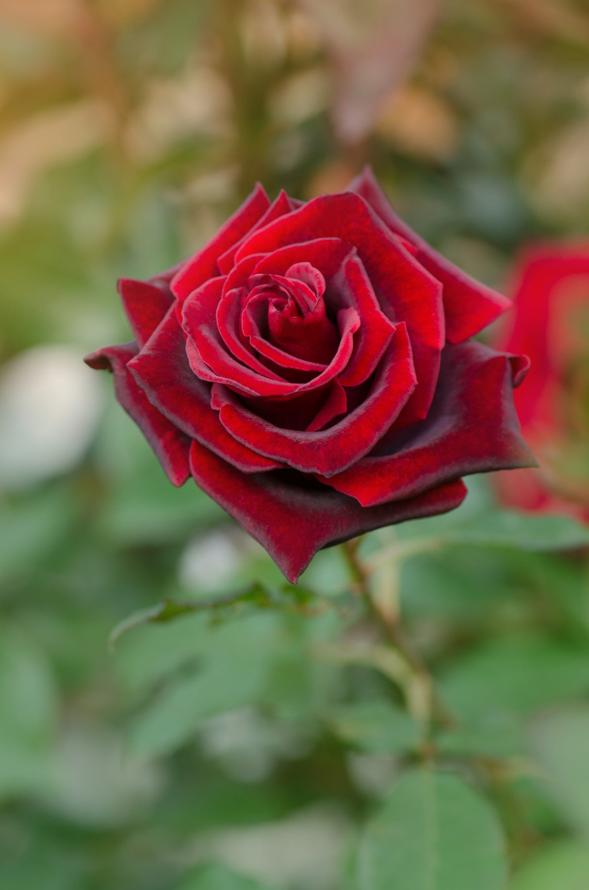 Floribundaros 'Barkarole' 10-pack barrot