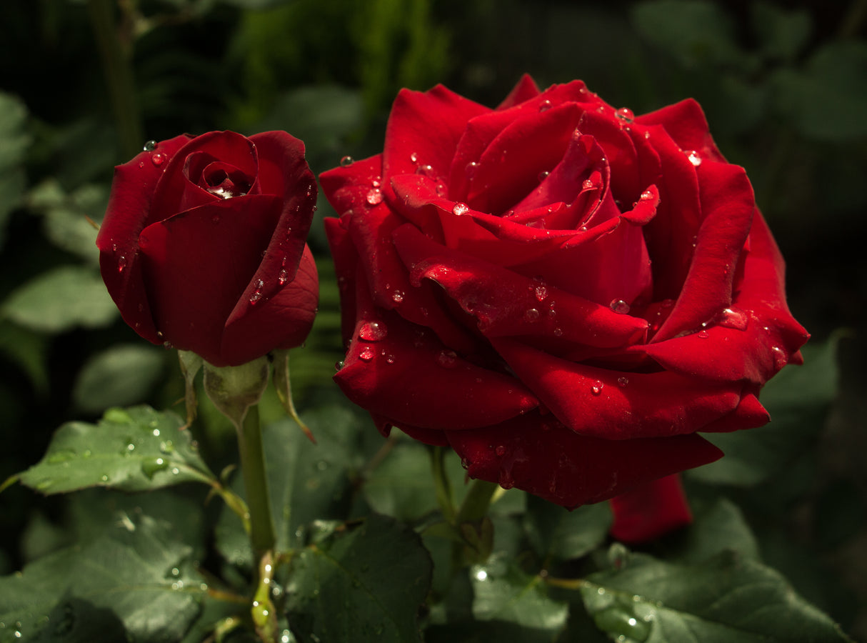 Floribundaros 'Barkarole' 5-pack barrot
