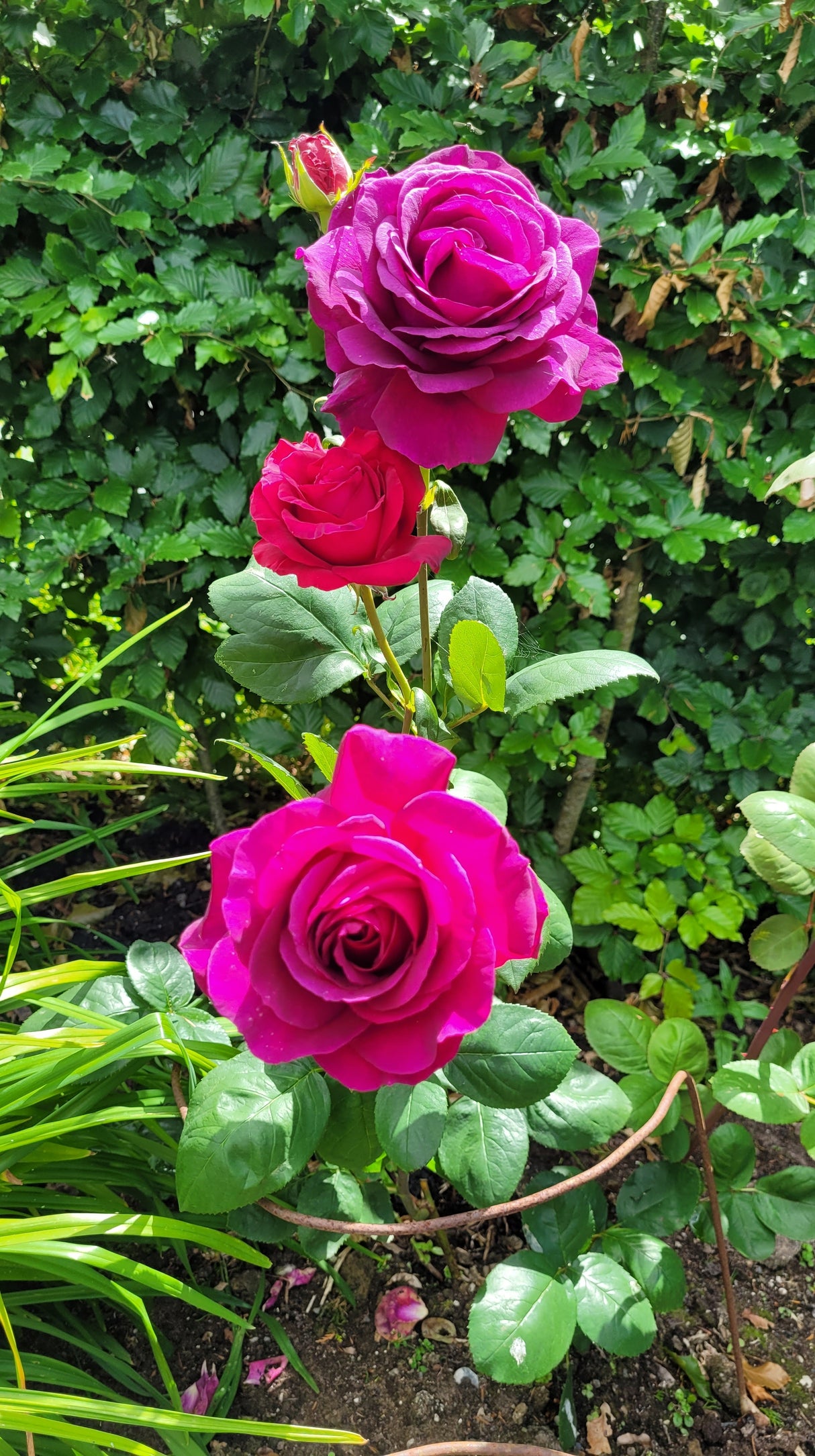 Tehybridros 'Big Purple' 5-pack barrot