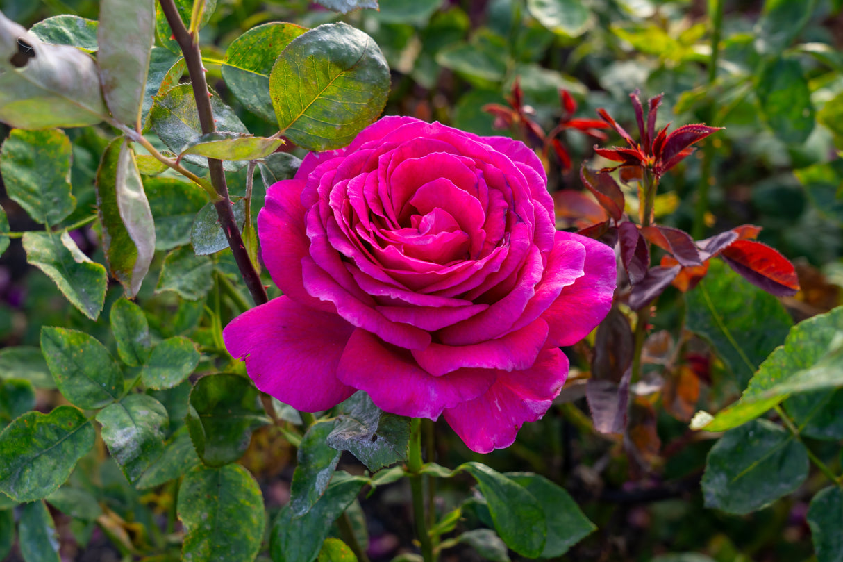 Tehybridros 'Big Purple' 1-pack barrot