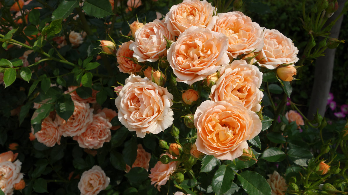 Tehybridros 'Carl Nielsen' 1-pack barrot