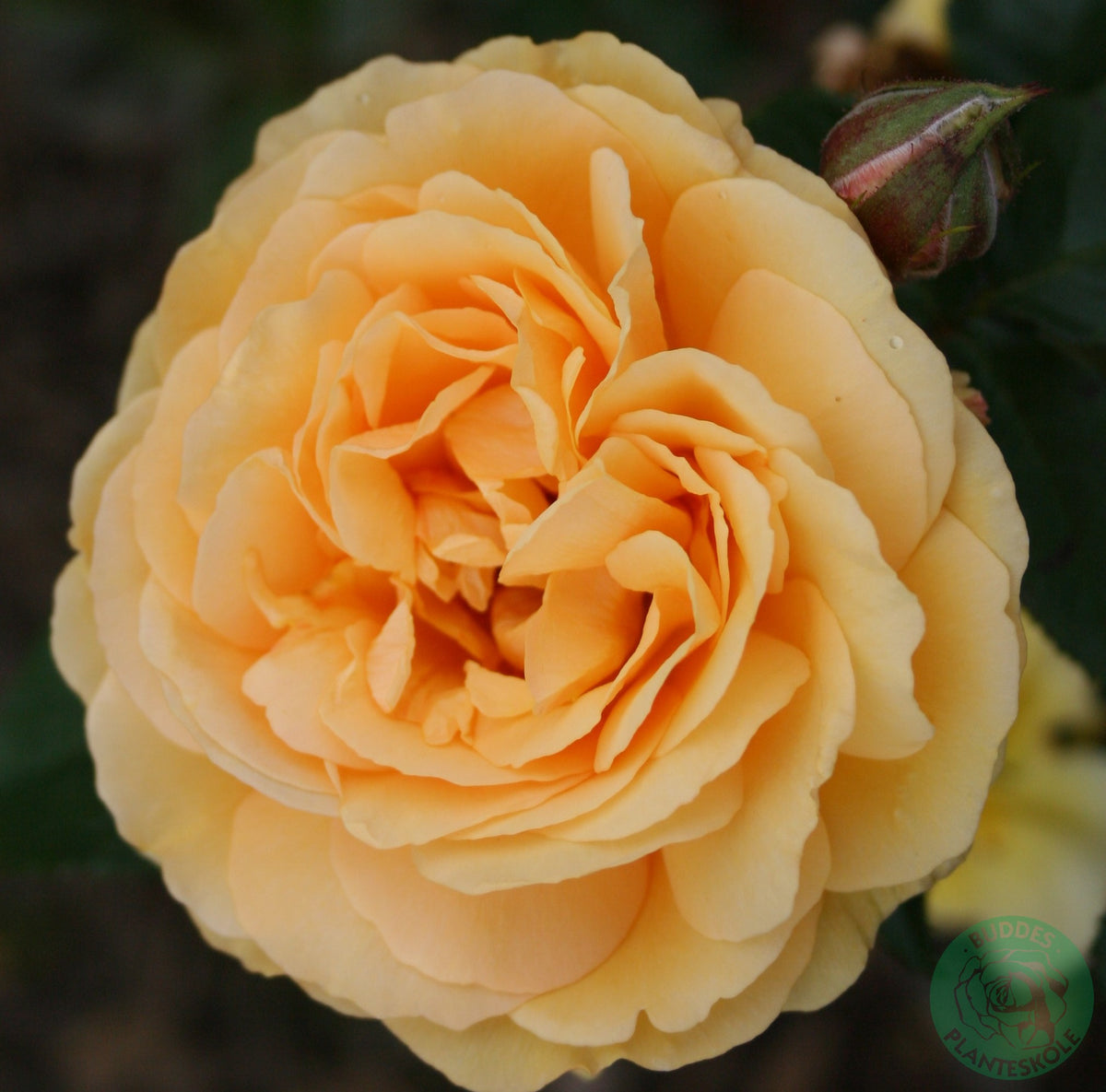 Floribundaros 'Amber Queen' 1-pack barrot