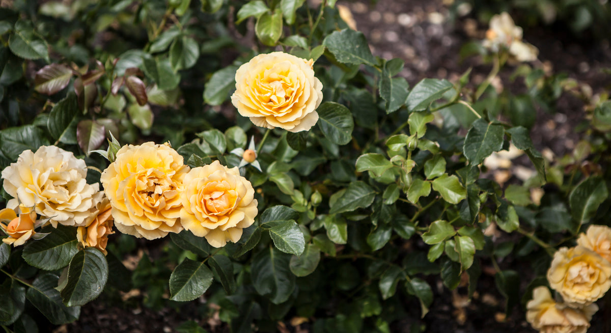 Floribundaros 'Amber Queen' 10-pack barrot