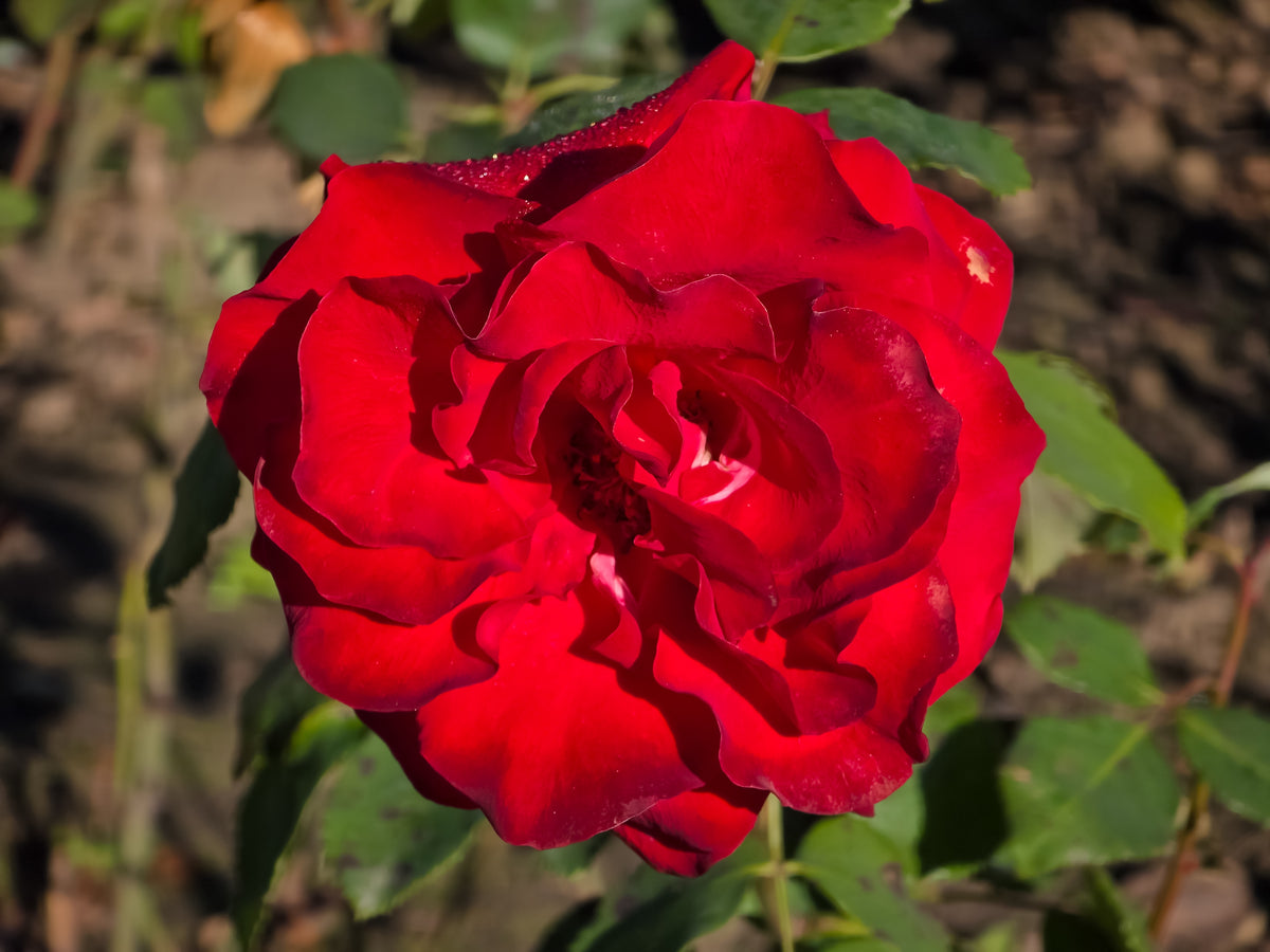Tehybridros 'Courage' 10-pack barrot