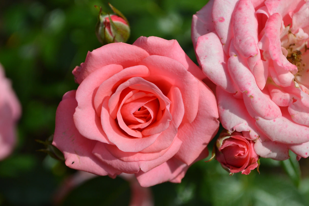 Floribundaros 'Bella Rosa' 10-pack barrot