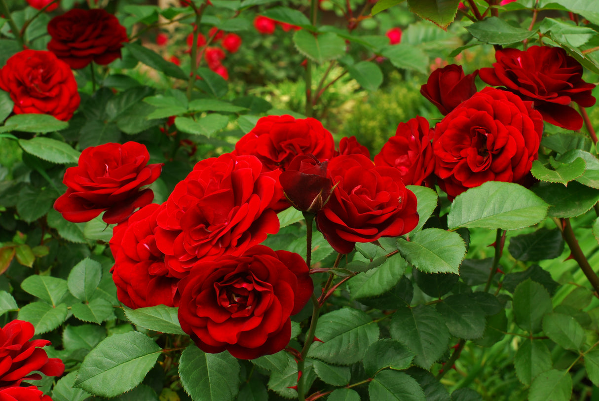 Floribundaros 'Carl Philip' 5-pack barrot