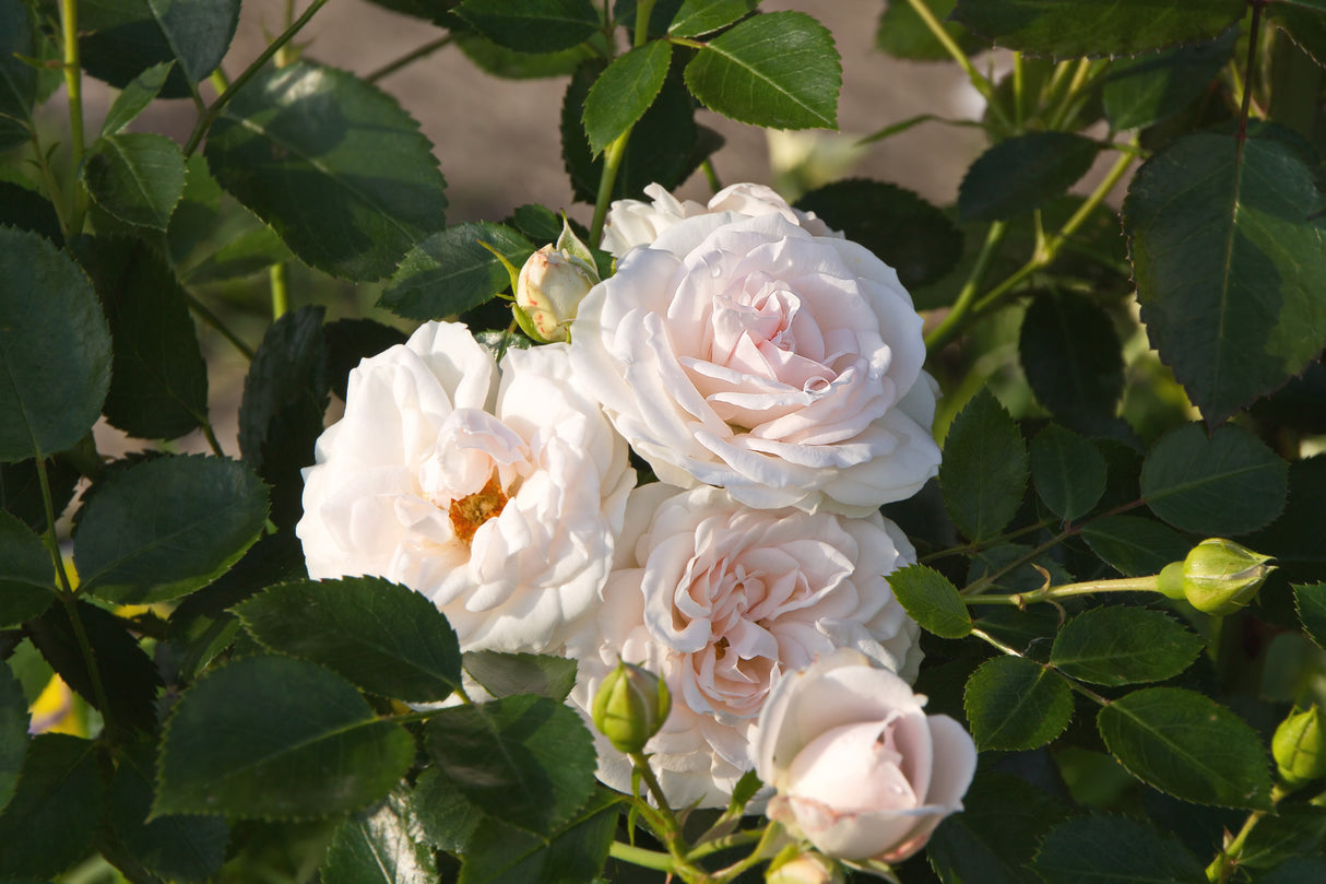 Floribundaros 'Aspirin Rose' 10-pack barrot