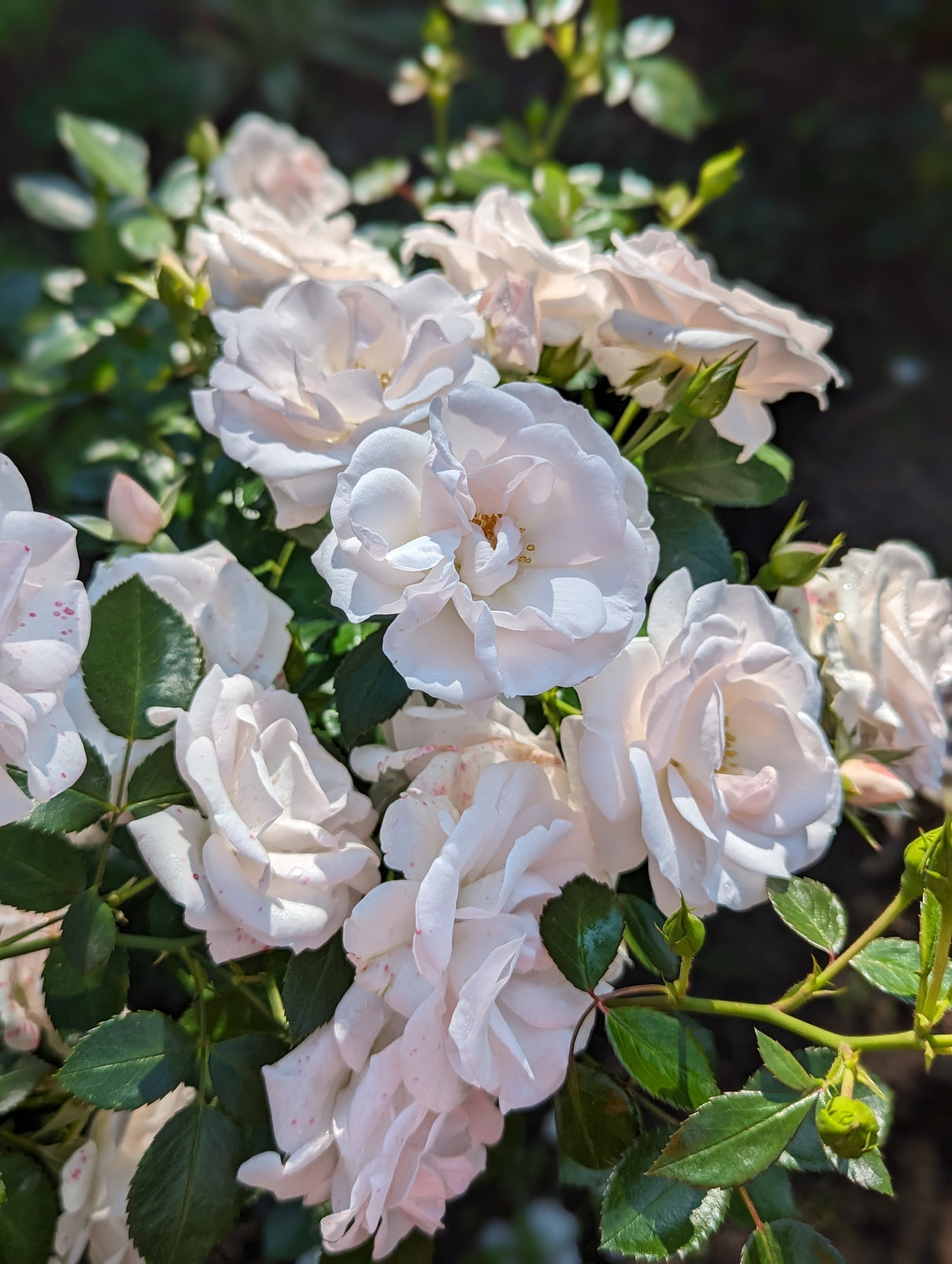 Floribundaros 'Aspirin Rose' 10-pack barrot