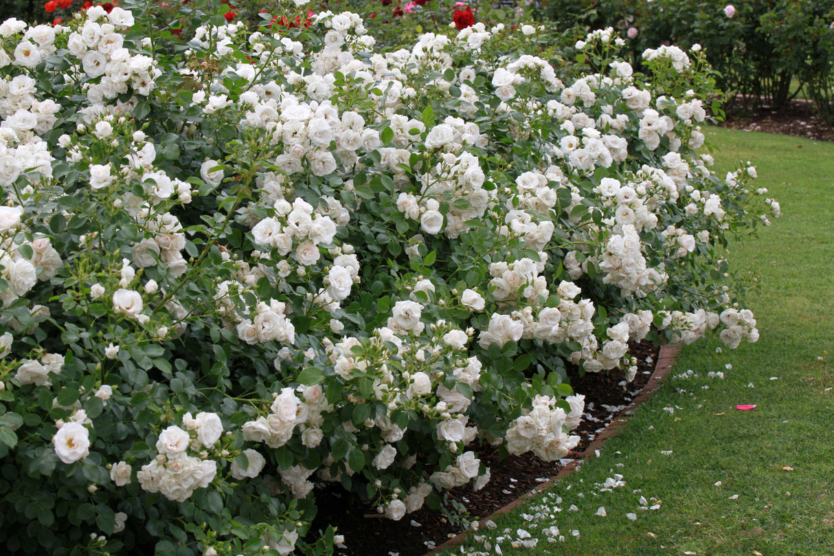 Floribundaros 'Aspirin Rose' 1-pack barrot
