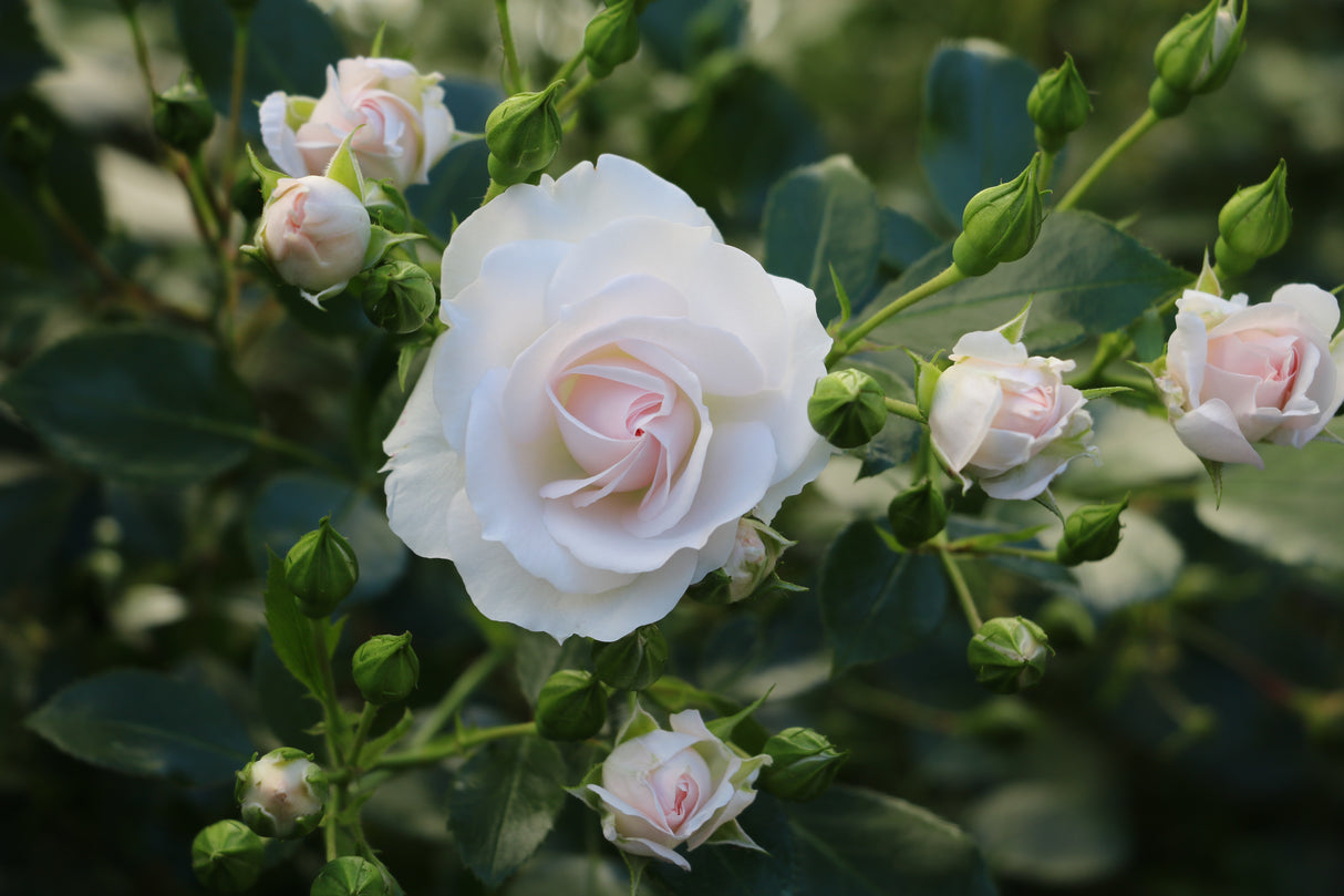 Floribundaros 'Aspirin Rose' 10-pack barrot