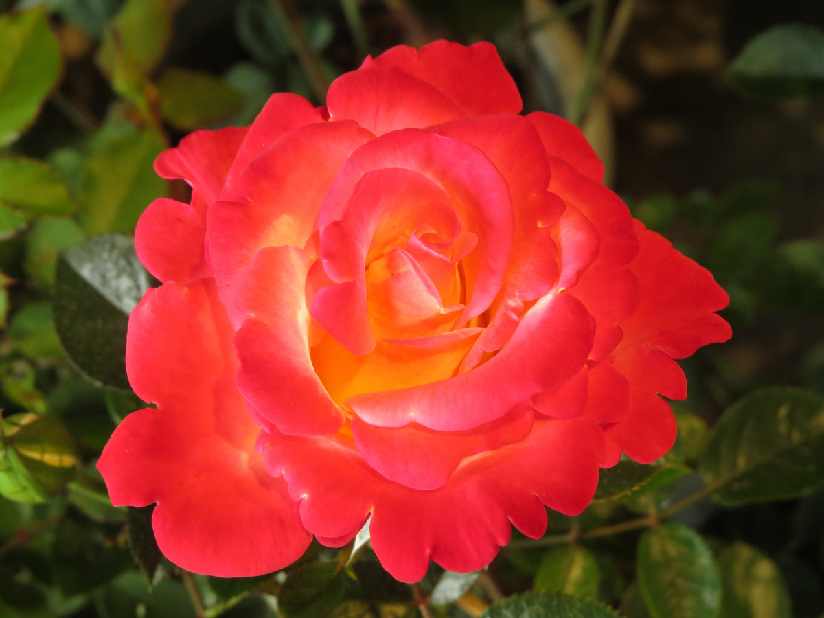Rosa 'David® Rosenmager'. 10-pack