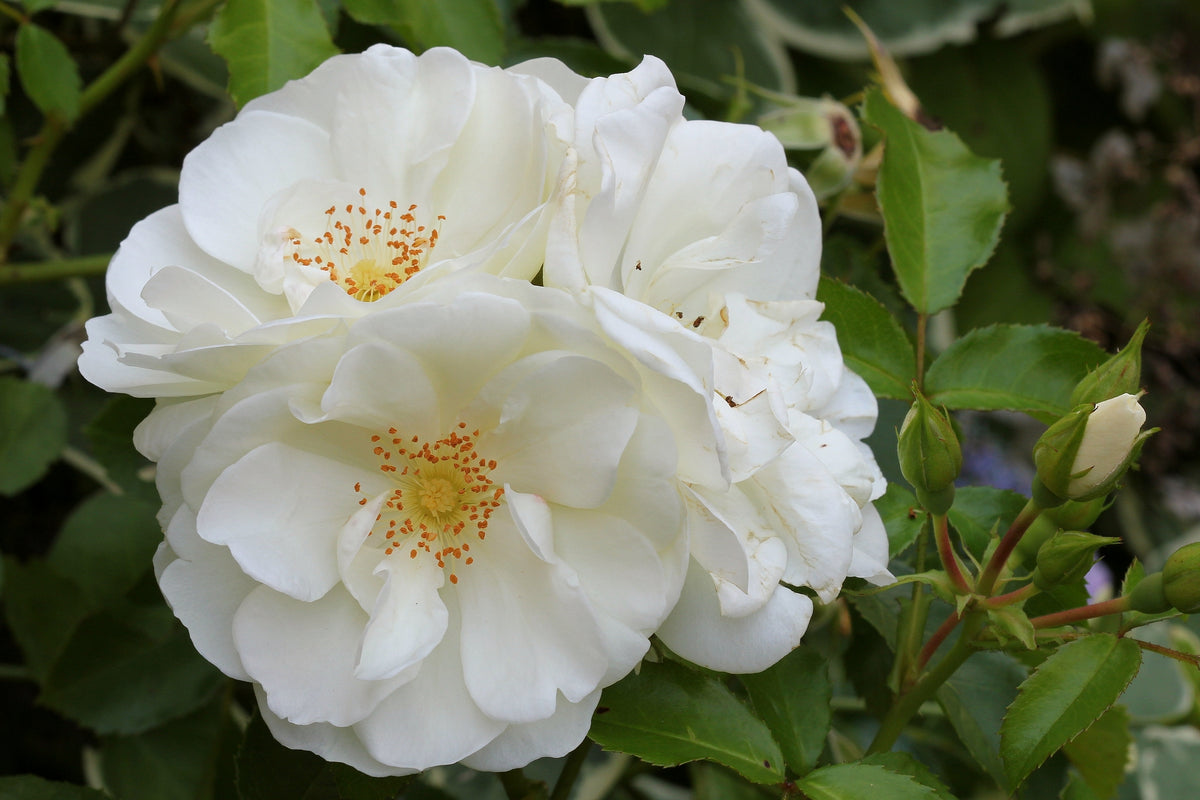 Rosa Diamond Border. 5-pack