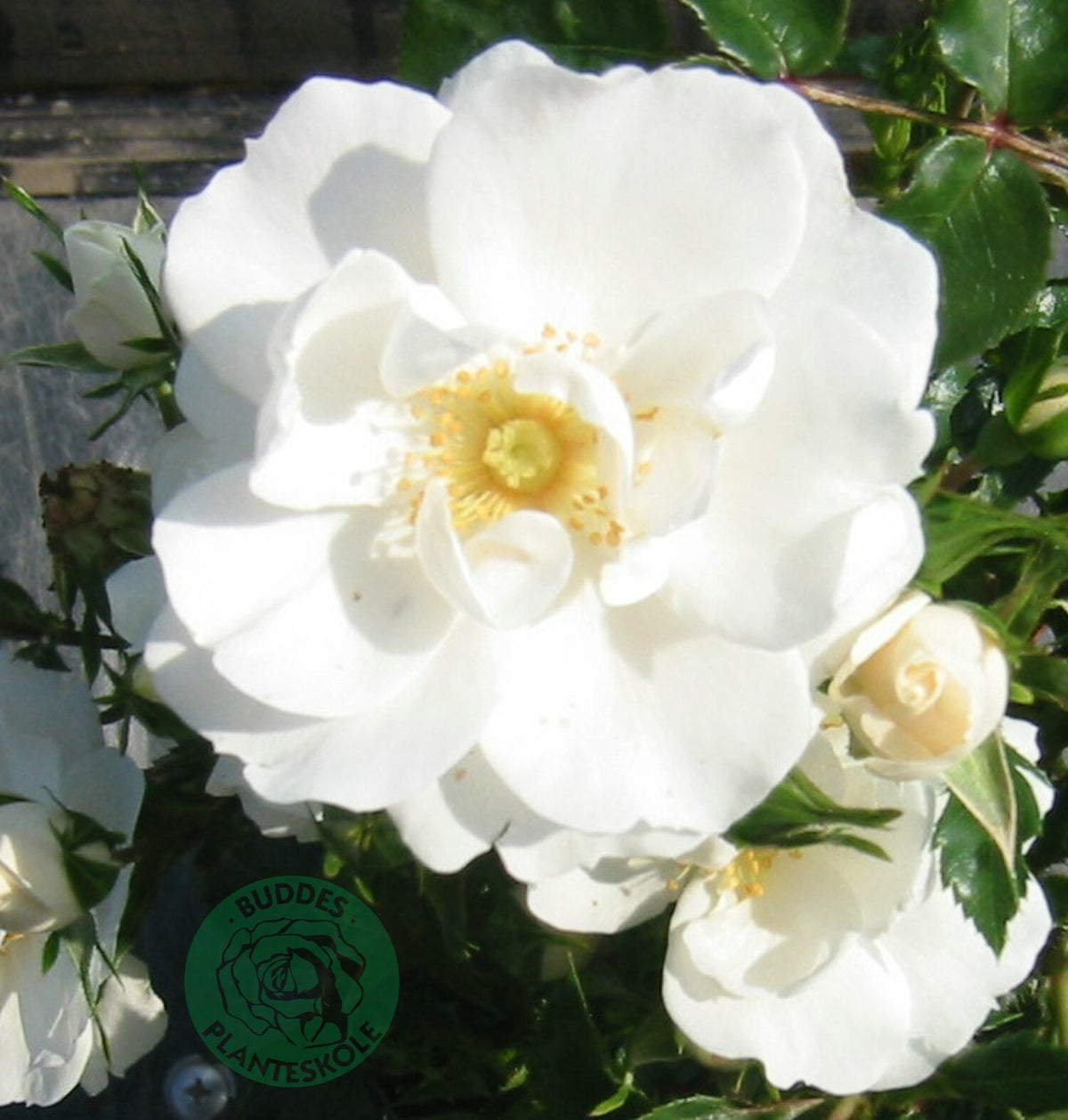 Rosa Diamond Border. 5-pack