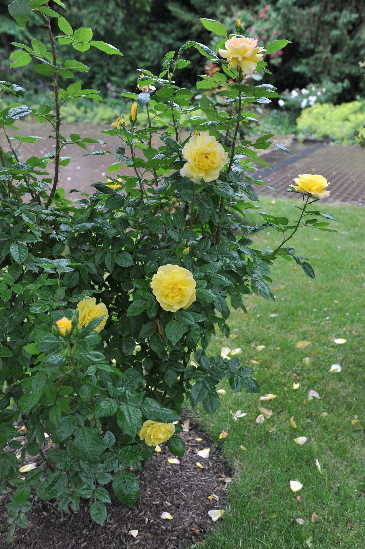 Floribundaros 'Chinatown' 1-pack barrot