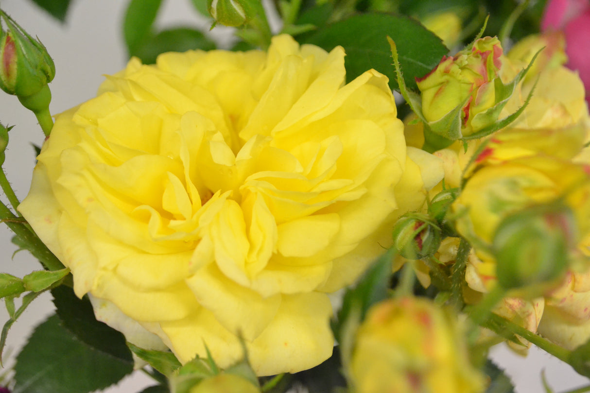 Floribundaros 'Chinatown' 5-pack barrot