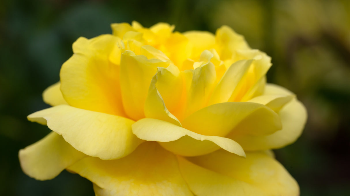 Floribundaros 'Chinatown' 10-pack barrot