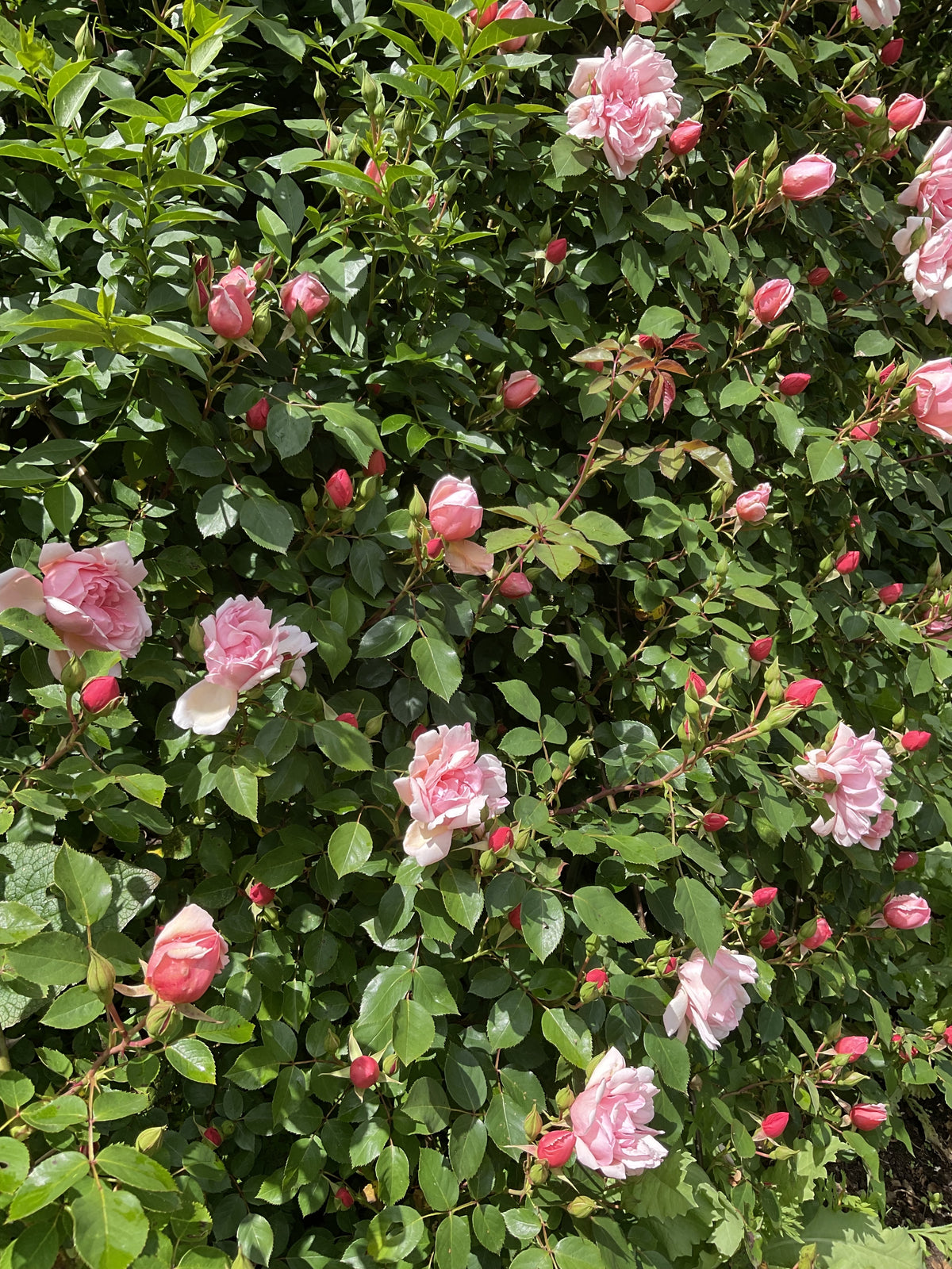 Klätterros 'Albertine' 5-pack barrot