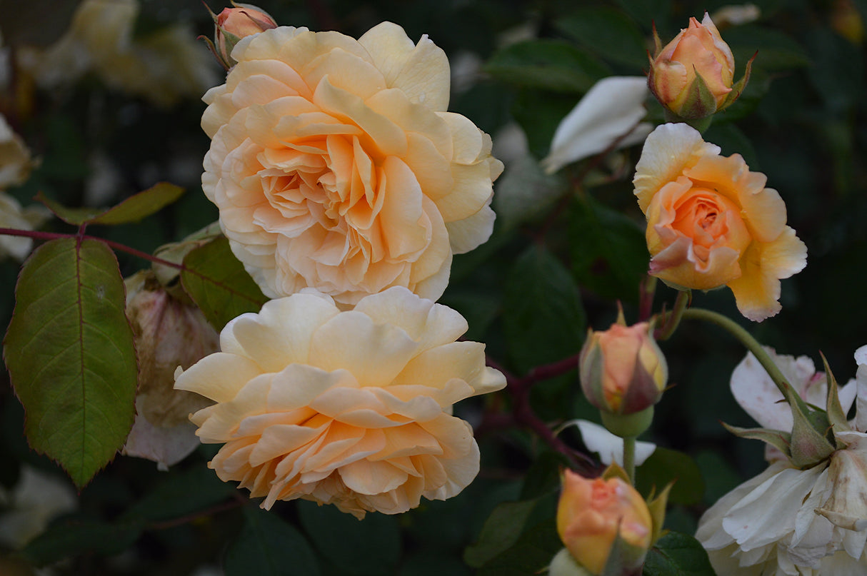 Moschataros 'Buff Beauty' 10-pack
