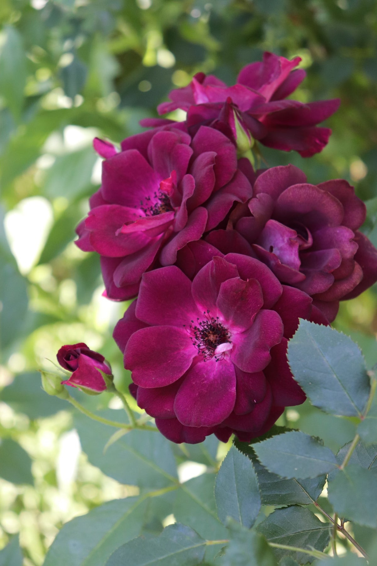Floribundaros 'Burgundy Ice' 10-pack barrotad