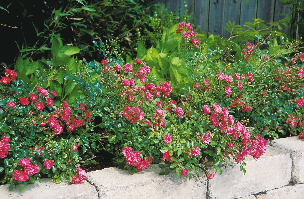 Polyantharos 'Fairy Dance' 1-pack barrot