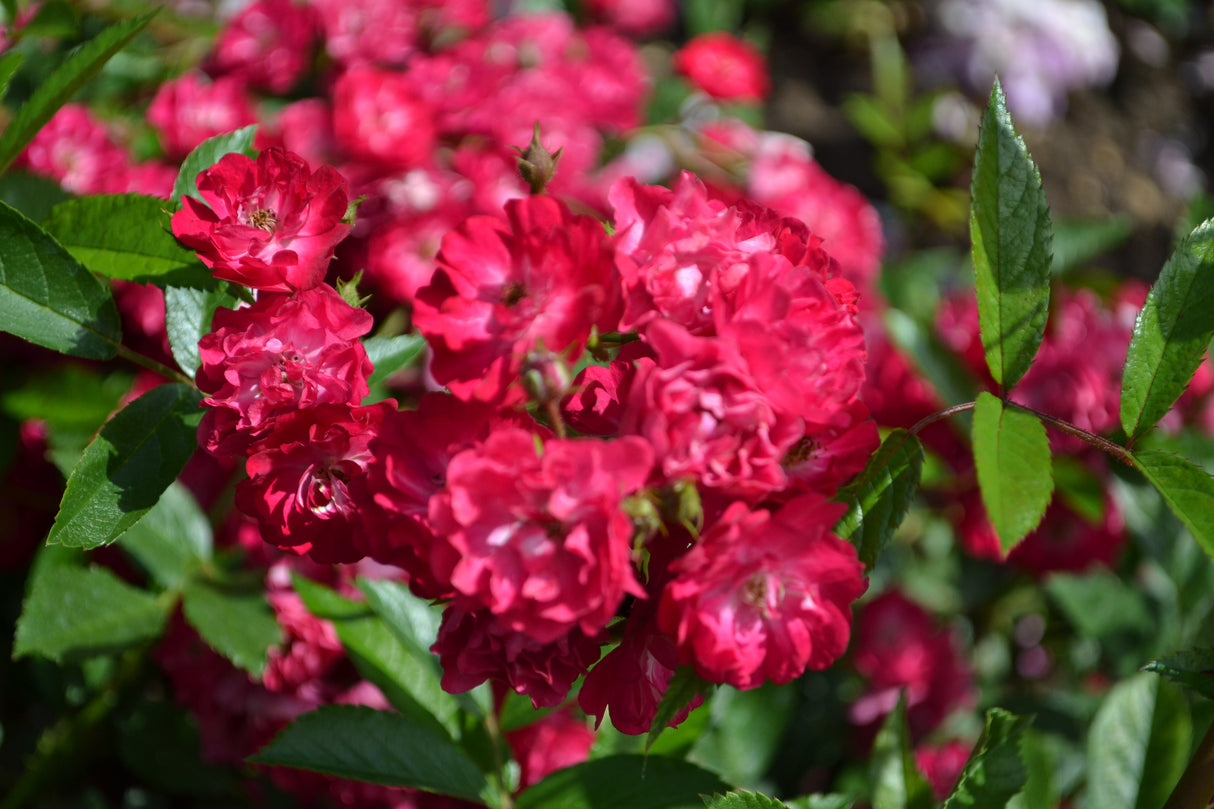 Polyantharos 'Fairy Dance' 5-pack barrot