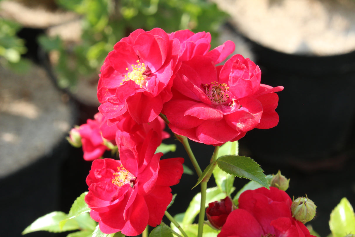 Polyantharos 'Fairy Dance' 5-pack barrot