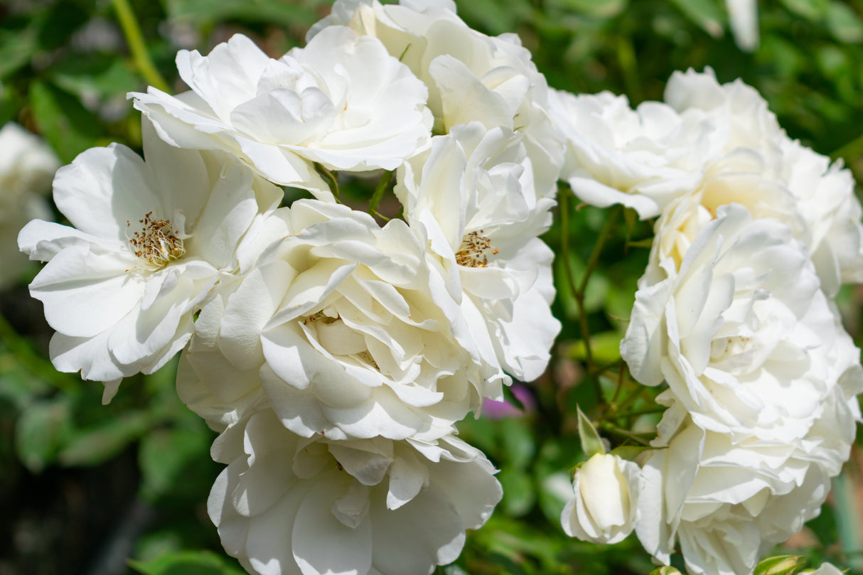 Floribundaros 'Iceberg Climbing ' 5-pack barrot