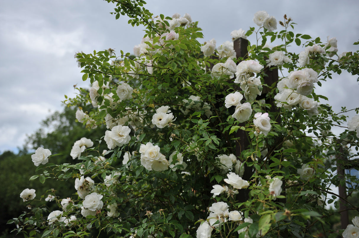 Floribundaros 'Iceberg Climbing ' 1-pack barrot