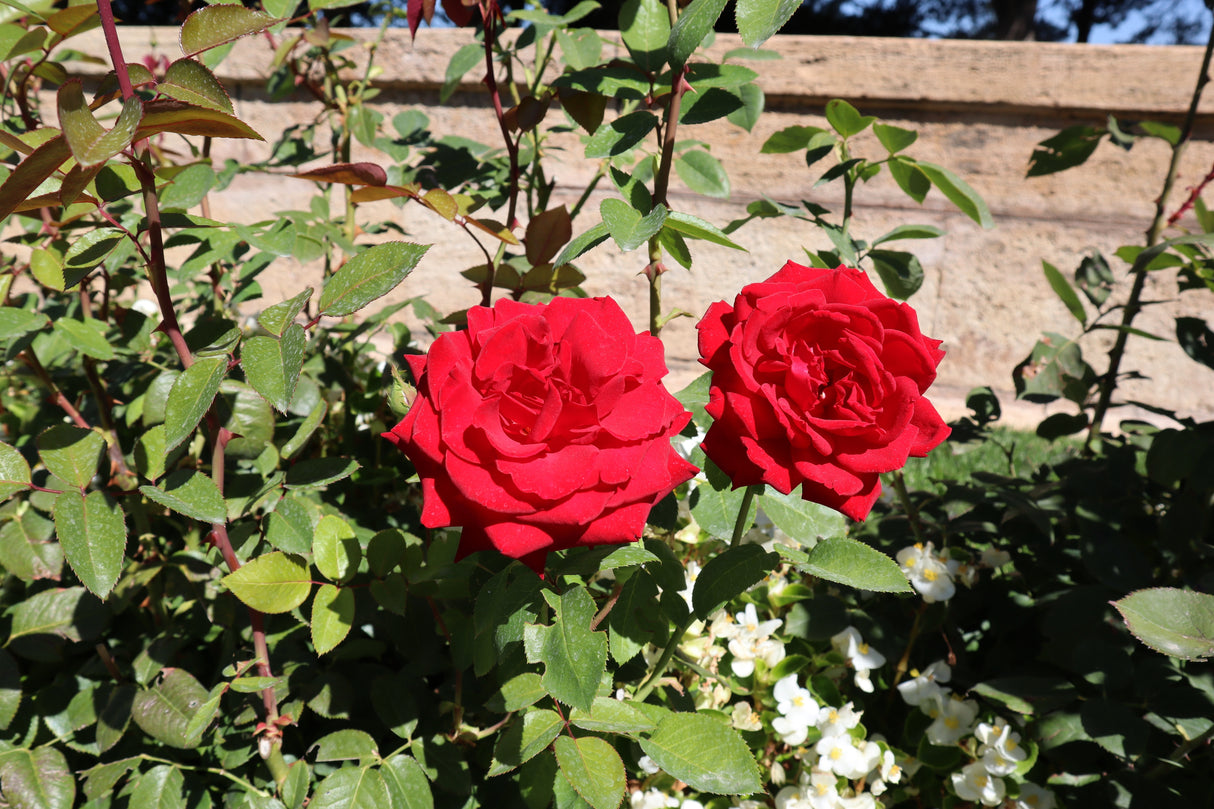 Tehybridros 'Erotika' 10-pack barrot