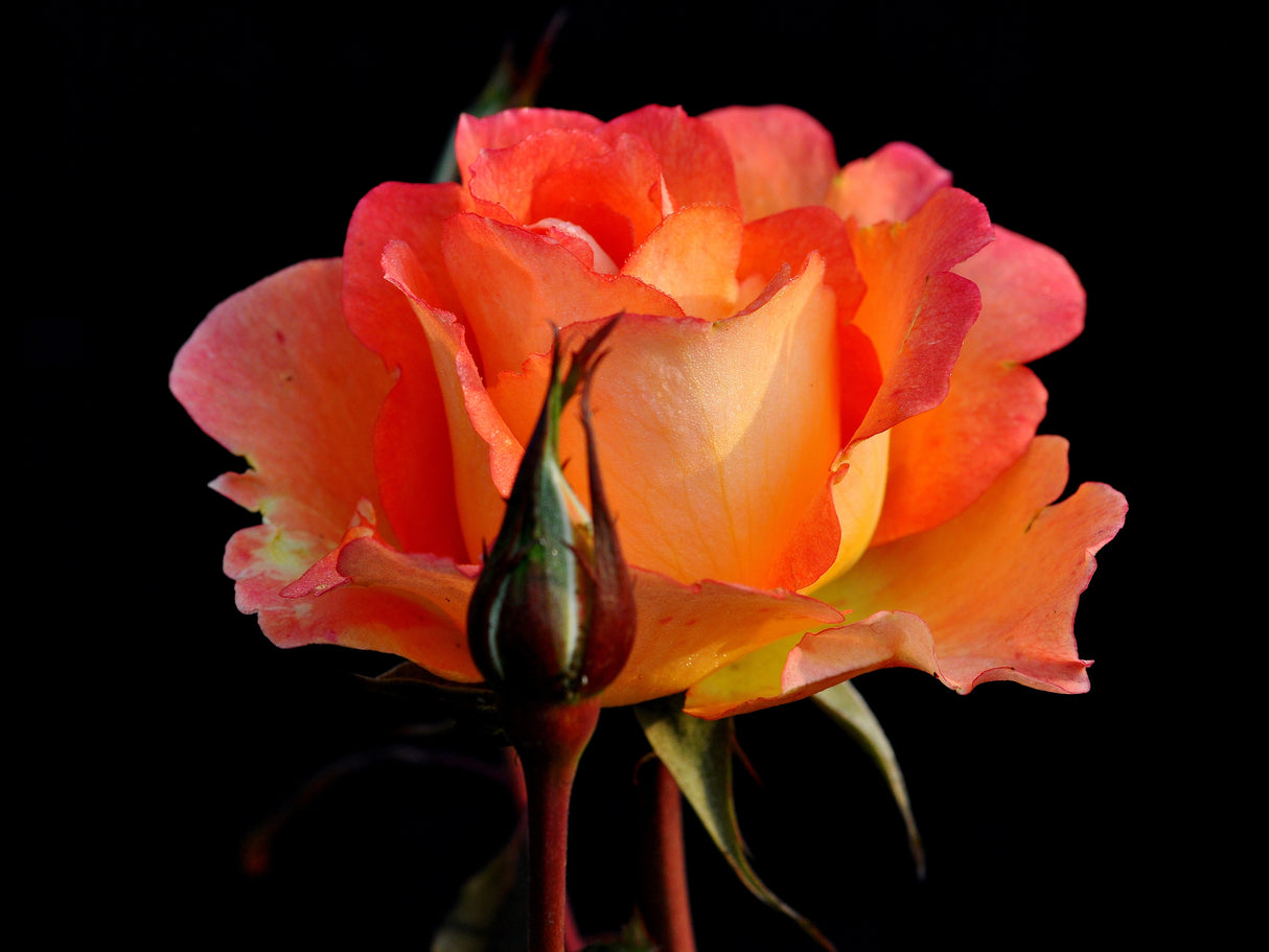 Tehybridros 'Flora Danica' 10-pack barrot