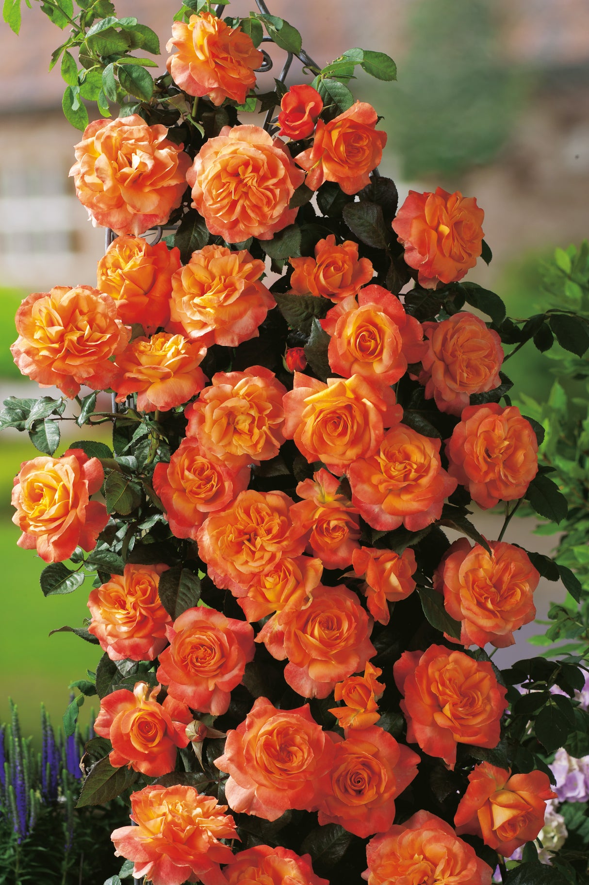 Tehybridros 'Flora Danica' 10-pack barrot