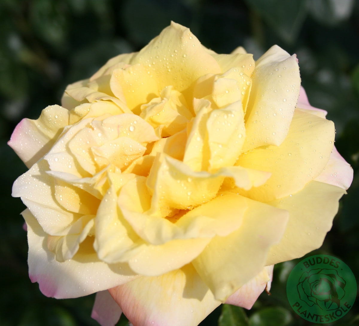 Tehybridros 'Peace' 1-pack barrot