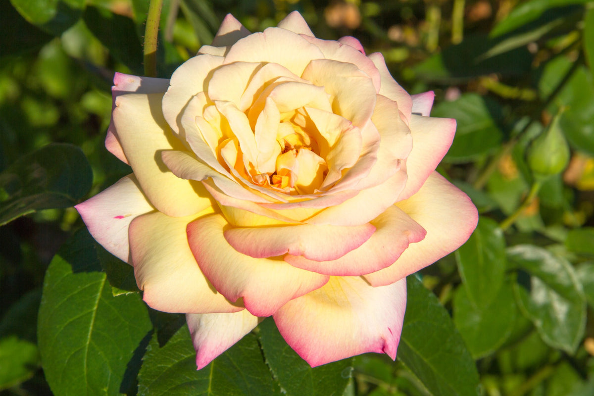 Tehybridros 'Peace' 1-pack barrot