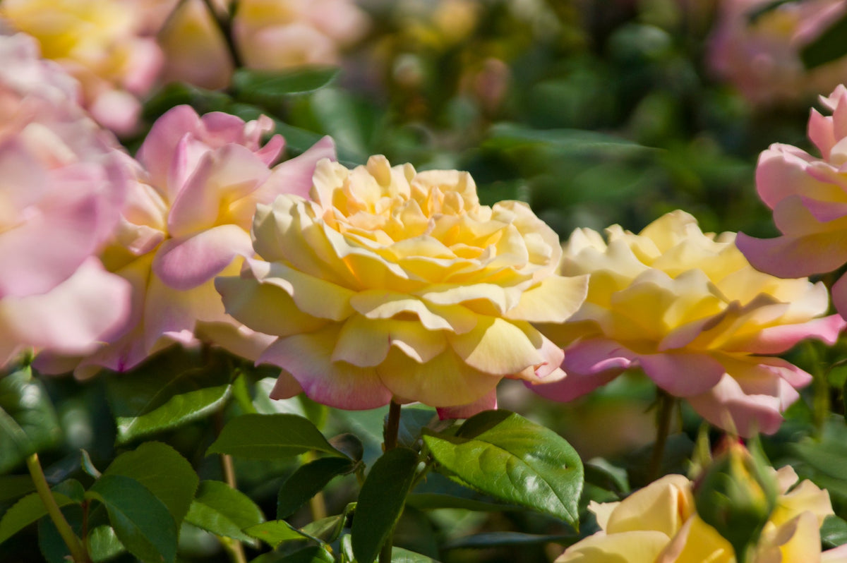Tehybridros 'Peace' 10-pack barrot