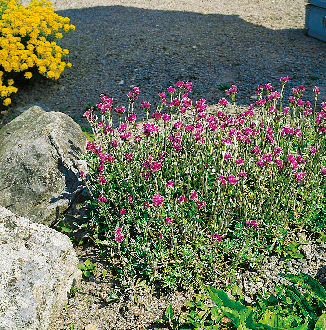 Antennaria dioica 'Rubra', 15-pack