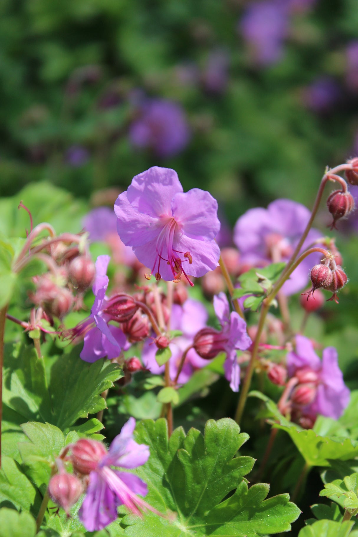 Geranium x cantabrigiense 'Karmina', 6-pack