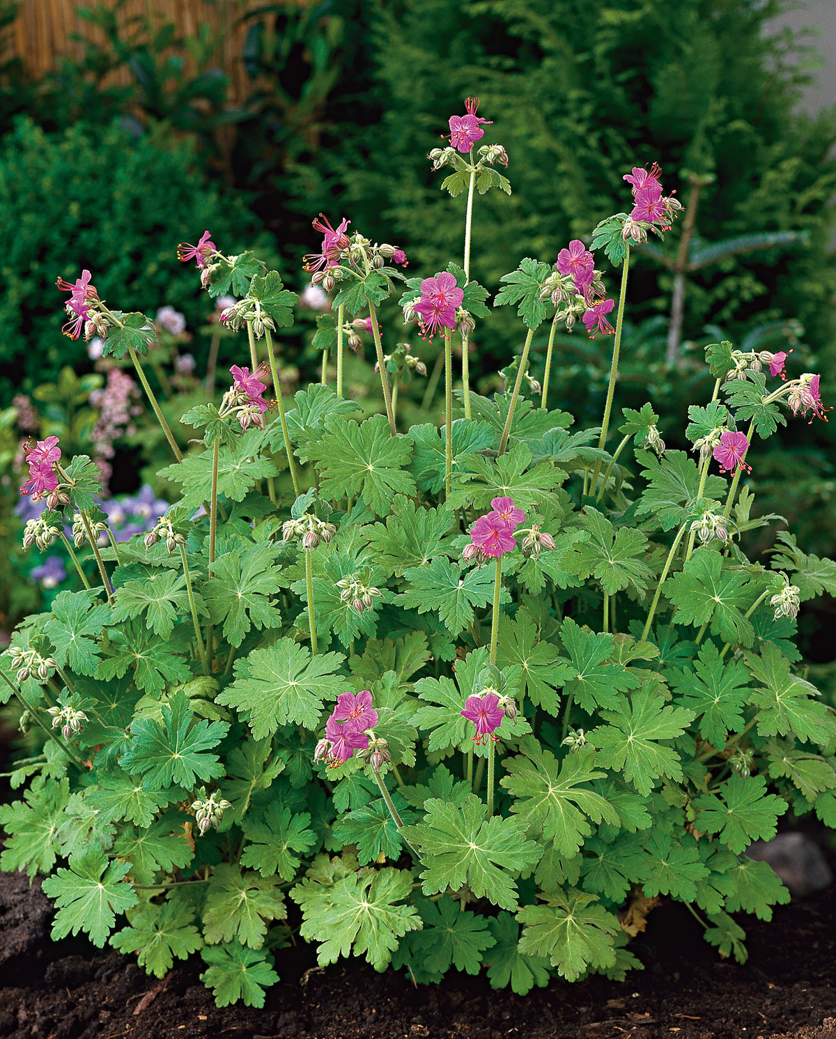 Geranium macrorrhizum, 15-pack