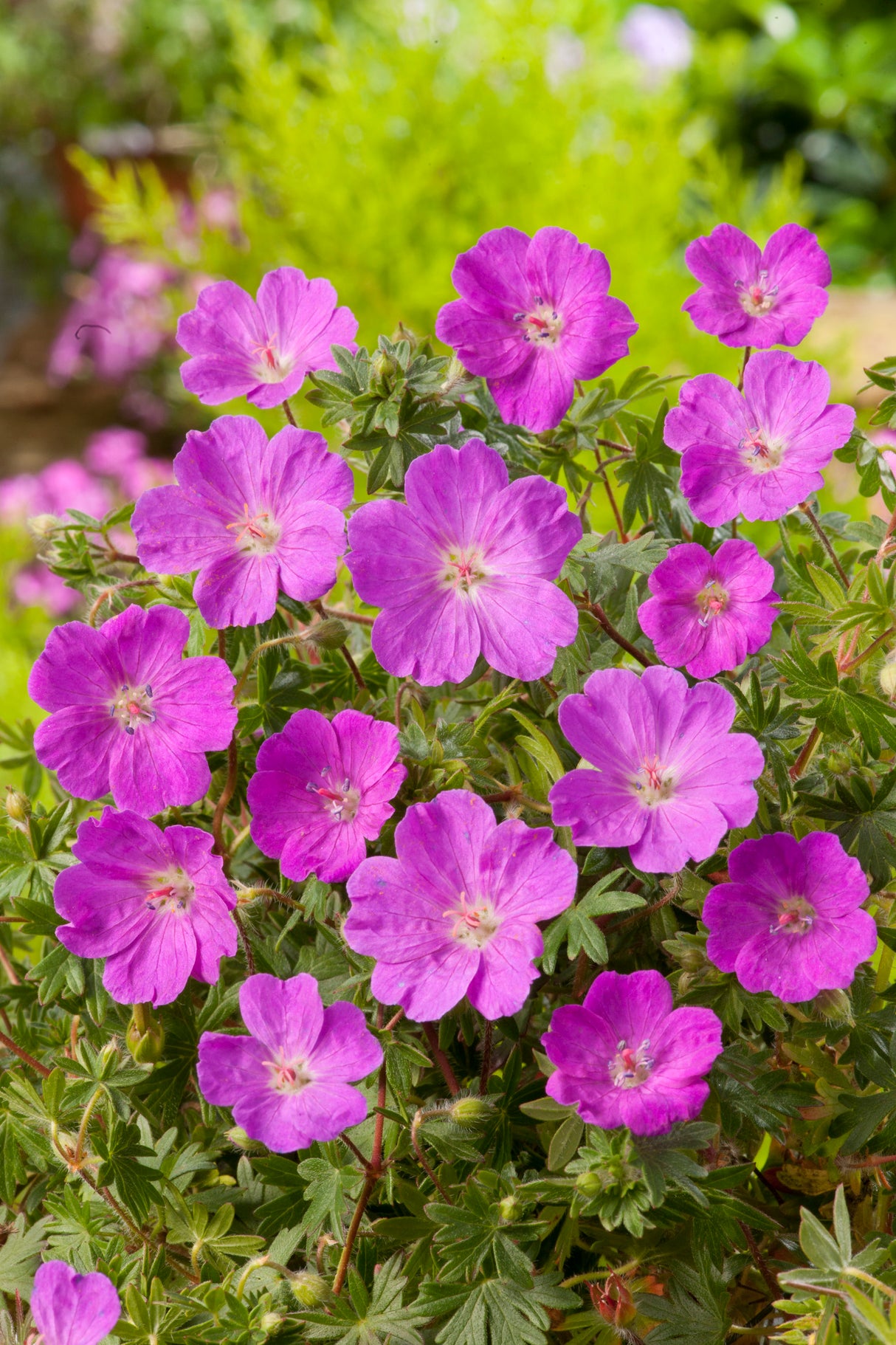 Geranium sanguineum 'Max Frei', 15-pack