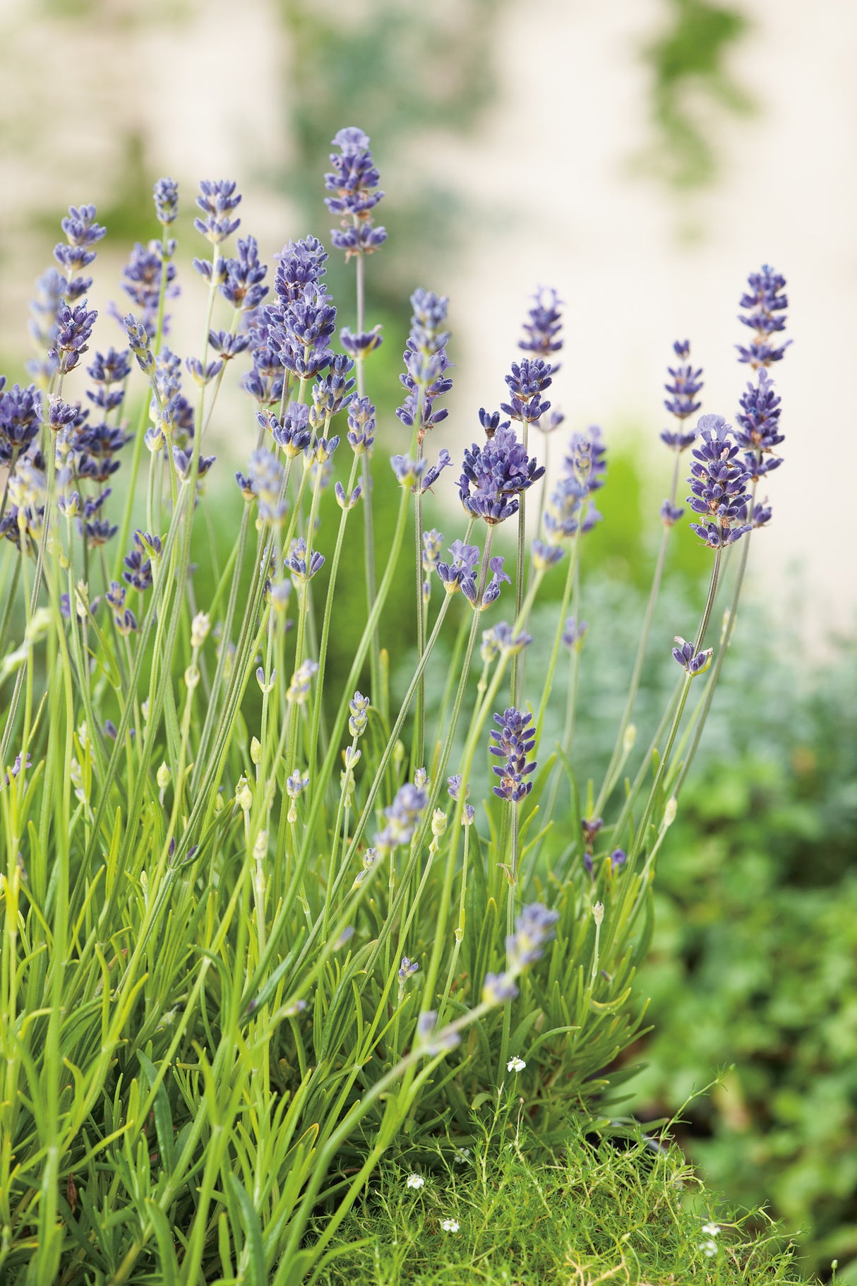 Lavandula angustifolia 'Munstead', 15-pack