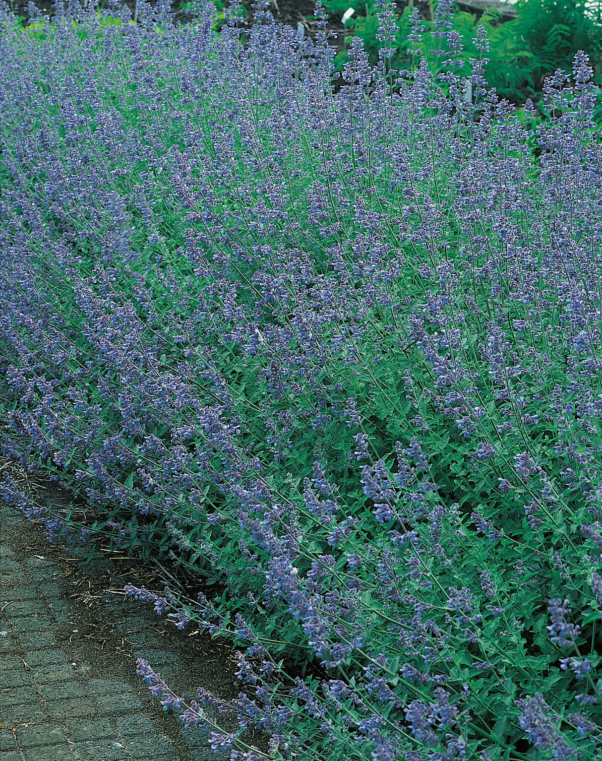 Nepeta x faassenii 'Six Hills Giant', 15-pack